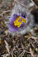 /album/rostliny-y-nasi-prirody/dsc0153-jpg/