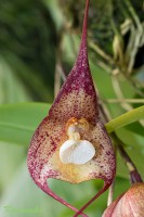 /album/orchideje/dsc-0992-dracula-jpg/