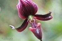 /album/orchideje/dsc6430-paphiopedilum-jpg/