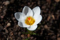 /album/a2014-vystava-exhibition/dsc1839-crocus-jpg/